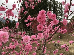 IMG_0701