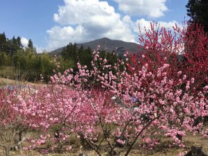 IMG_1010.jpg-800