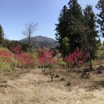 s-IMG_0410