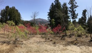 s-IMG_0410