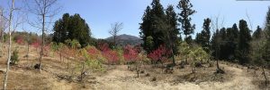s-IMG_0411