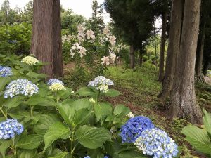 ゆりとあじさいのコラボレーション